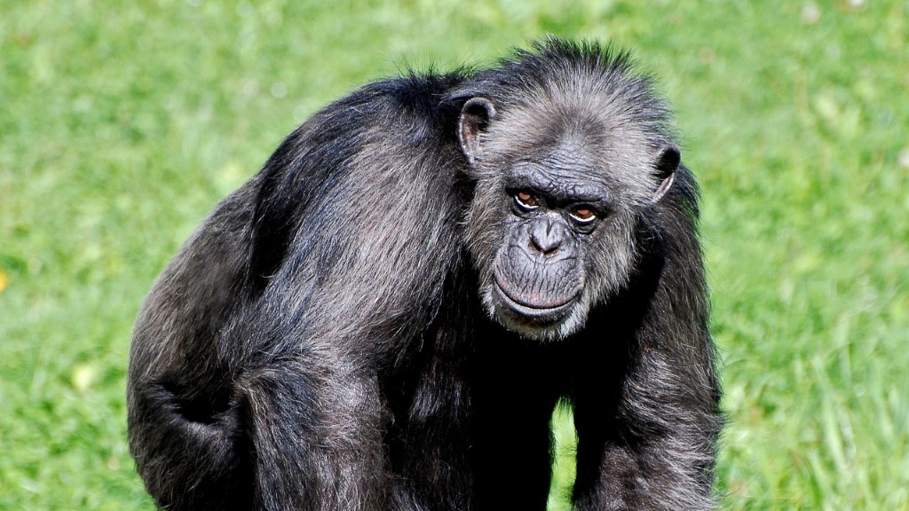 Kuinka simpanssi syö banaanin
