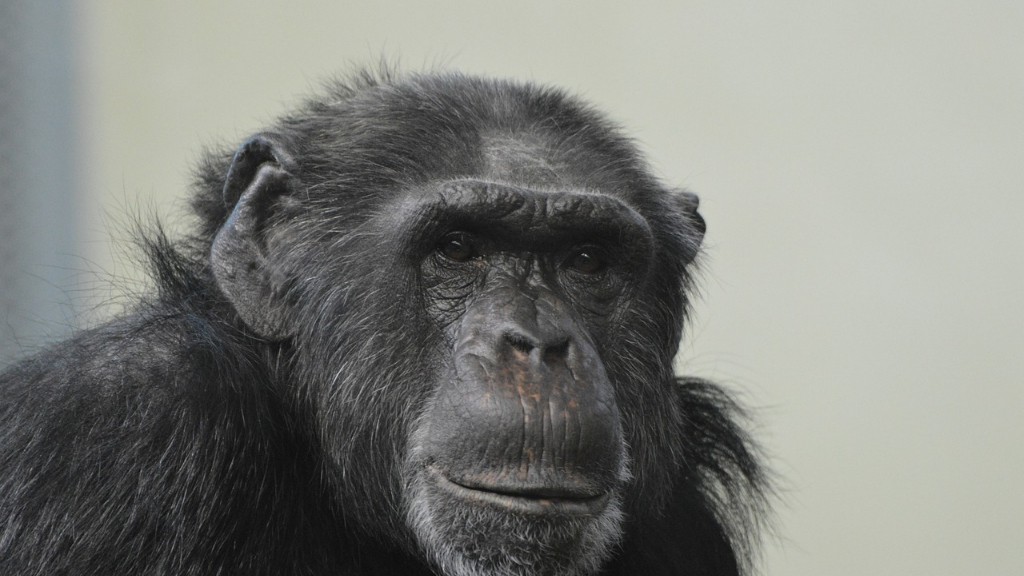 Onko ihmisillä simpanssin DNA:ta?