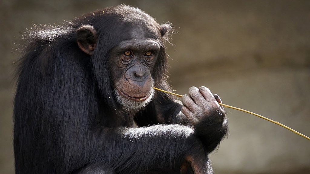 Onko ihmisillä simpanssin DNA:ta?