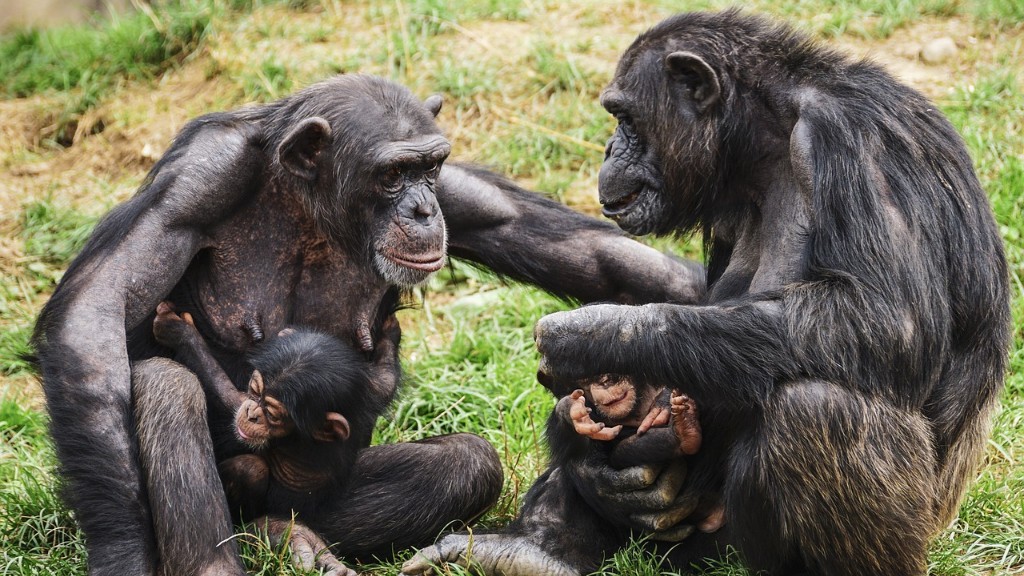 Kuinka tehdä simpanssi savesta