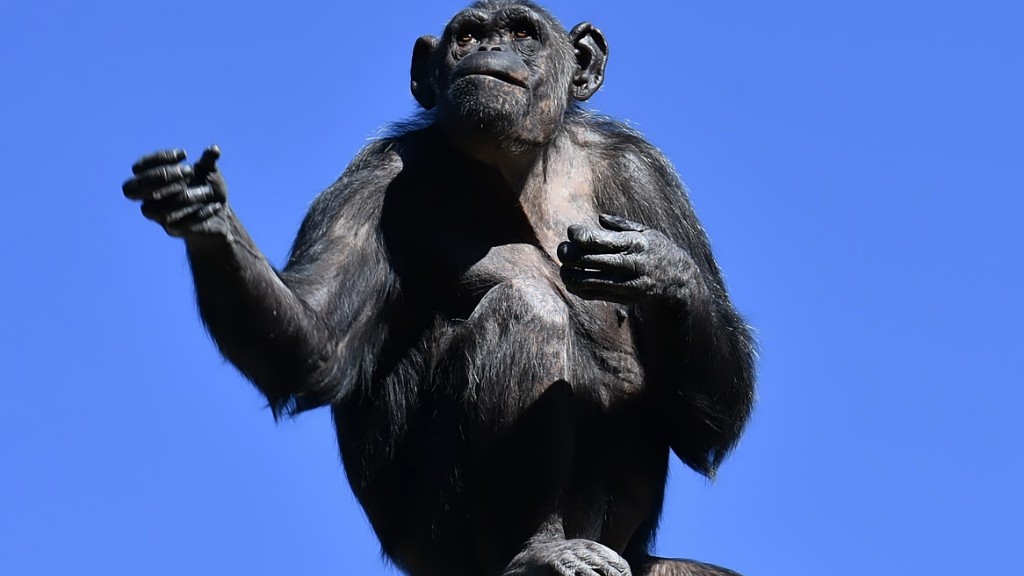 Kuinka tehdä simpanssi savesta