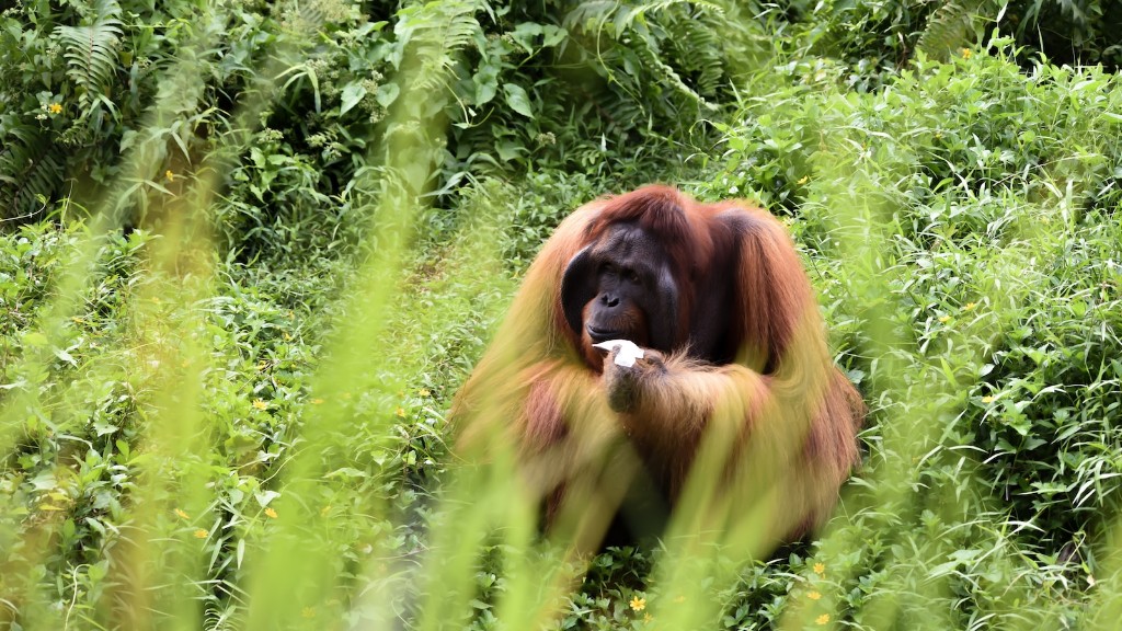 Millaista orangutankia löytyy Phoenixin eläintarhasta
