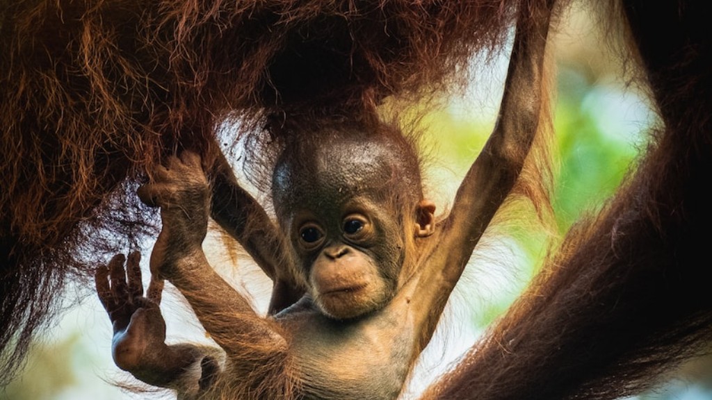 Millainen kädellinen on kuin orangutan
