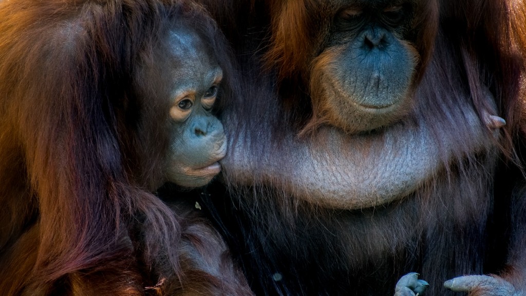 Sanooko Animal Planet Orangutan Pillua