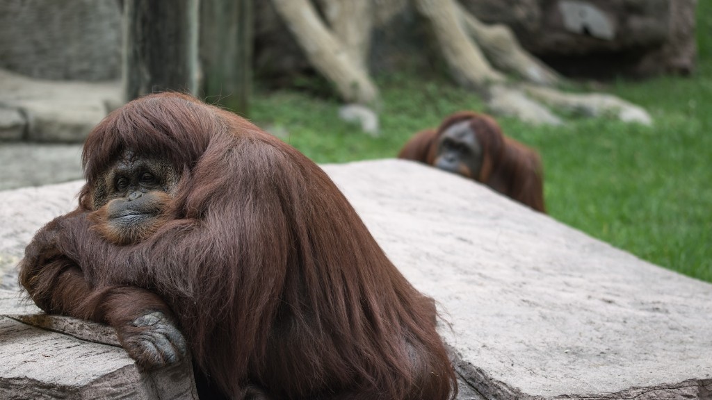 Missä perheessä Orangutan on